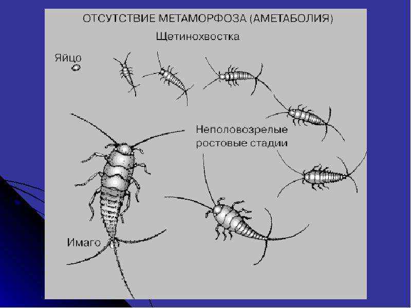 На фото описано развитие чешуйницы